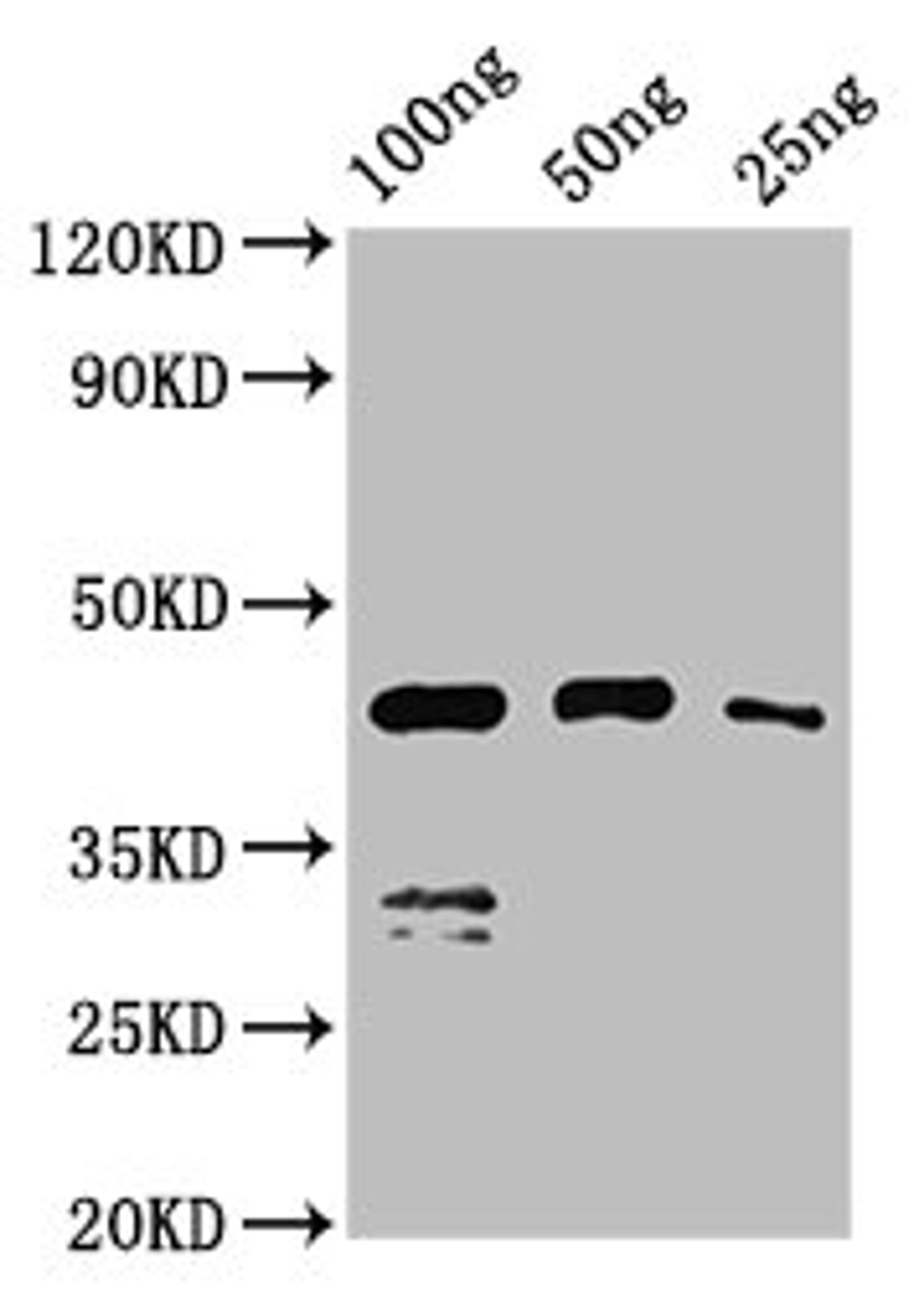 Western Blot. Positive WB detected in Recombinant protein. All lanes: VP1 antibody at 2.7ug/ml. Secondary. Goat polyclonal to rabbit IgG at 1/50000 dilution. Predicted band size: 44 kDa. Observed band size: 44 kDa. 