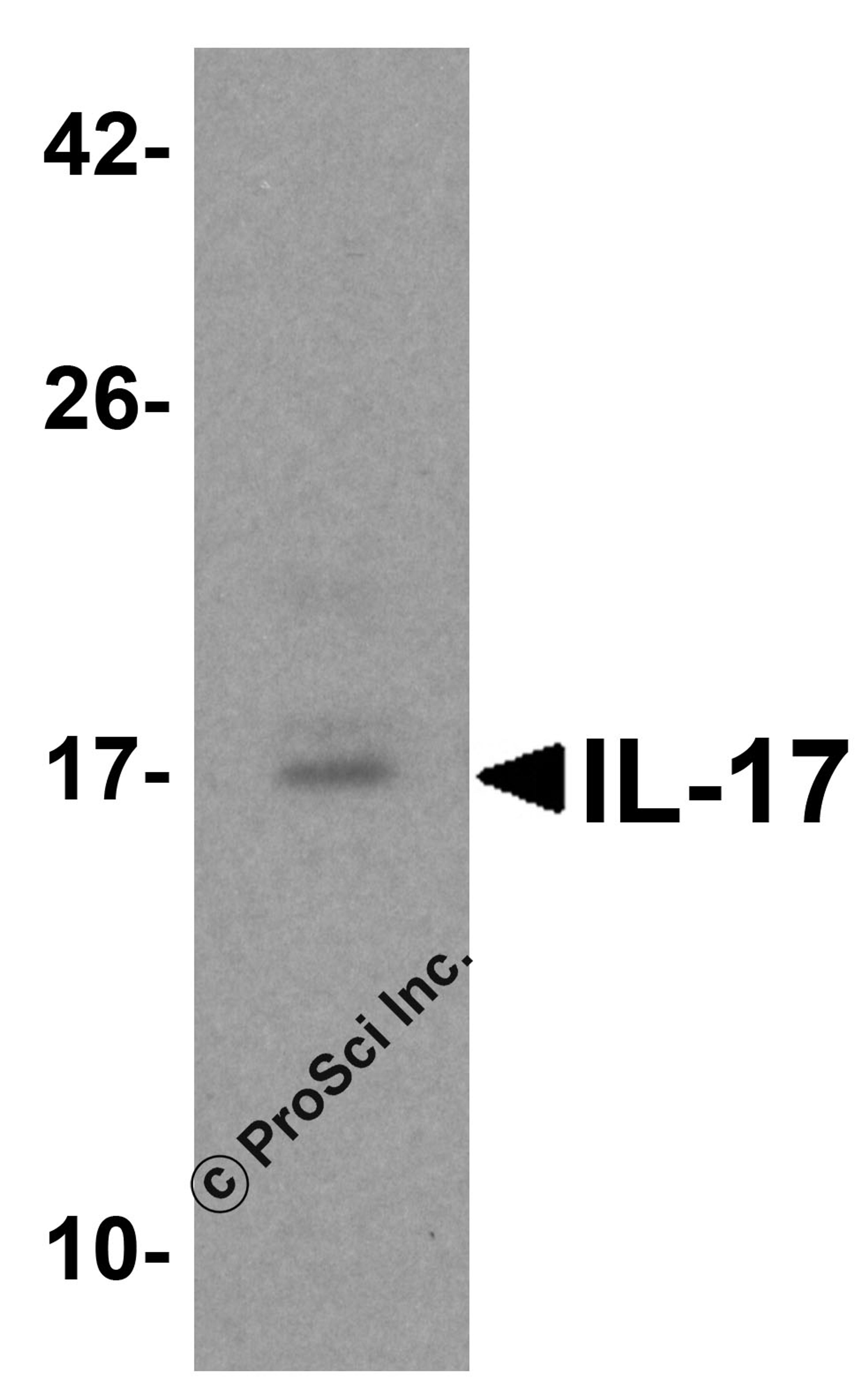 Western blot analysis of 1 ng of recombinant human IL-17 with IL-17 antibody at 1 μg/ml.