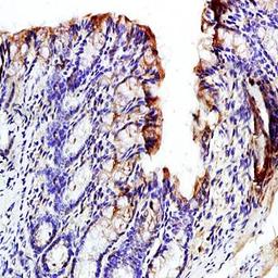 Immunohistochemical analysis of formalin-fixed and paraffin embedded mouse intestine tissue (dilution at:1:200) using GCN2 (phospho-Thr667) antibody