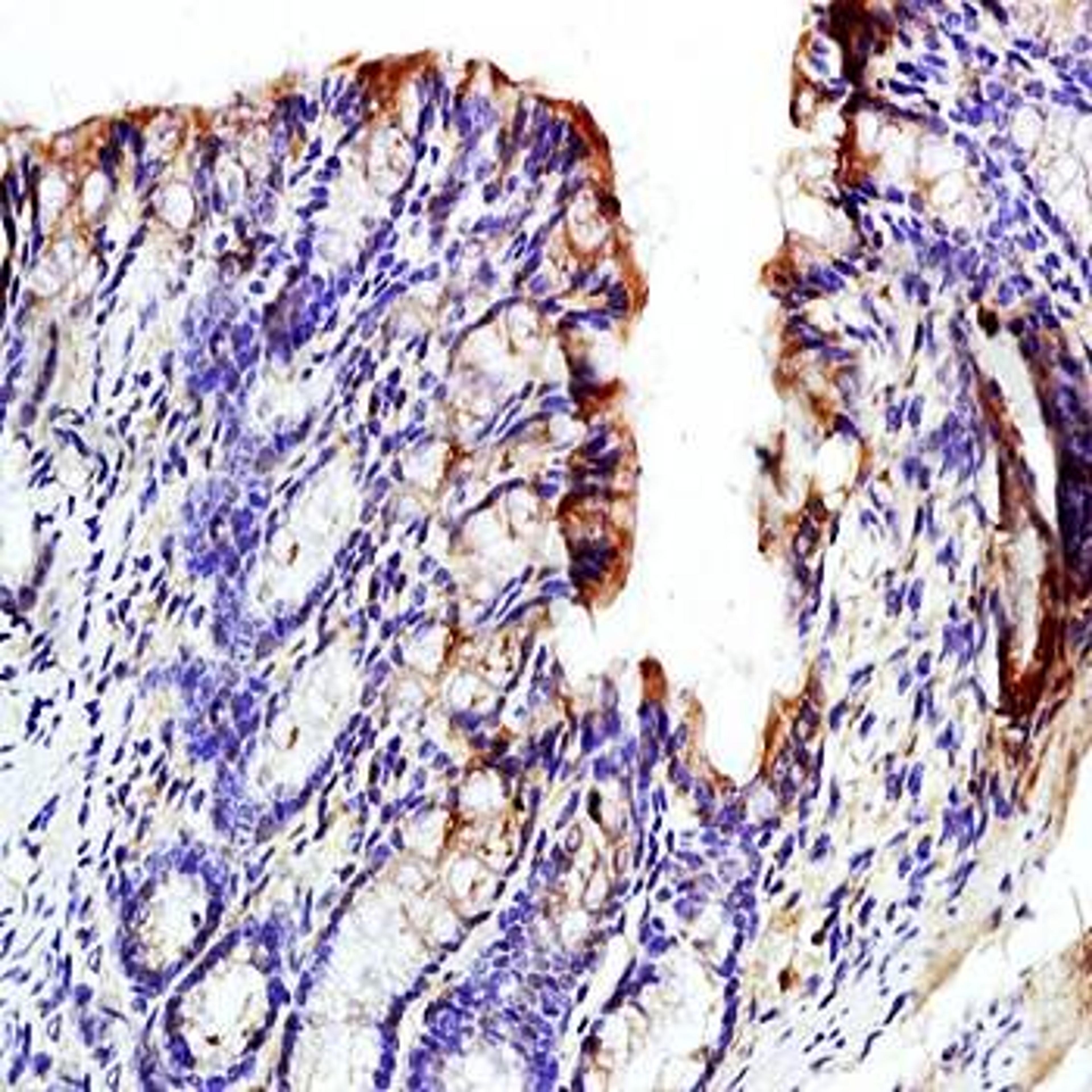 Immunohistochemical analysis of formalin-fixed and paraffin embedded mouse intestine tissue (dilution at:1:200) using GCN2 (phospho-Thr667) antibody