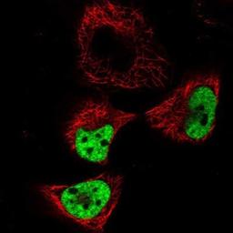 Immunocytochemistry/Immunofluorescence: CPSF6 Antibody [NBP1-85676] - Staining of human cell line U-251 MG shows positivity in nucleus but not nucleoli.