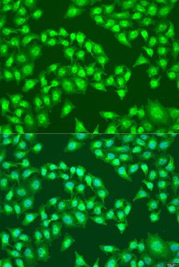 Immunofluorescence - RSAD2 antibody (A8271)