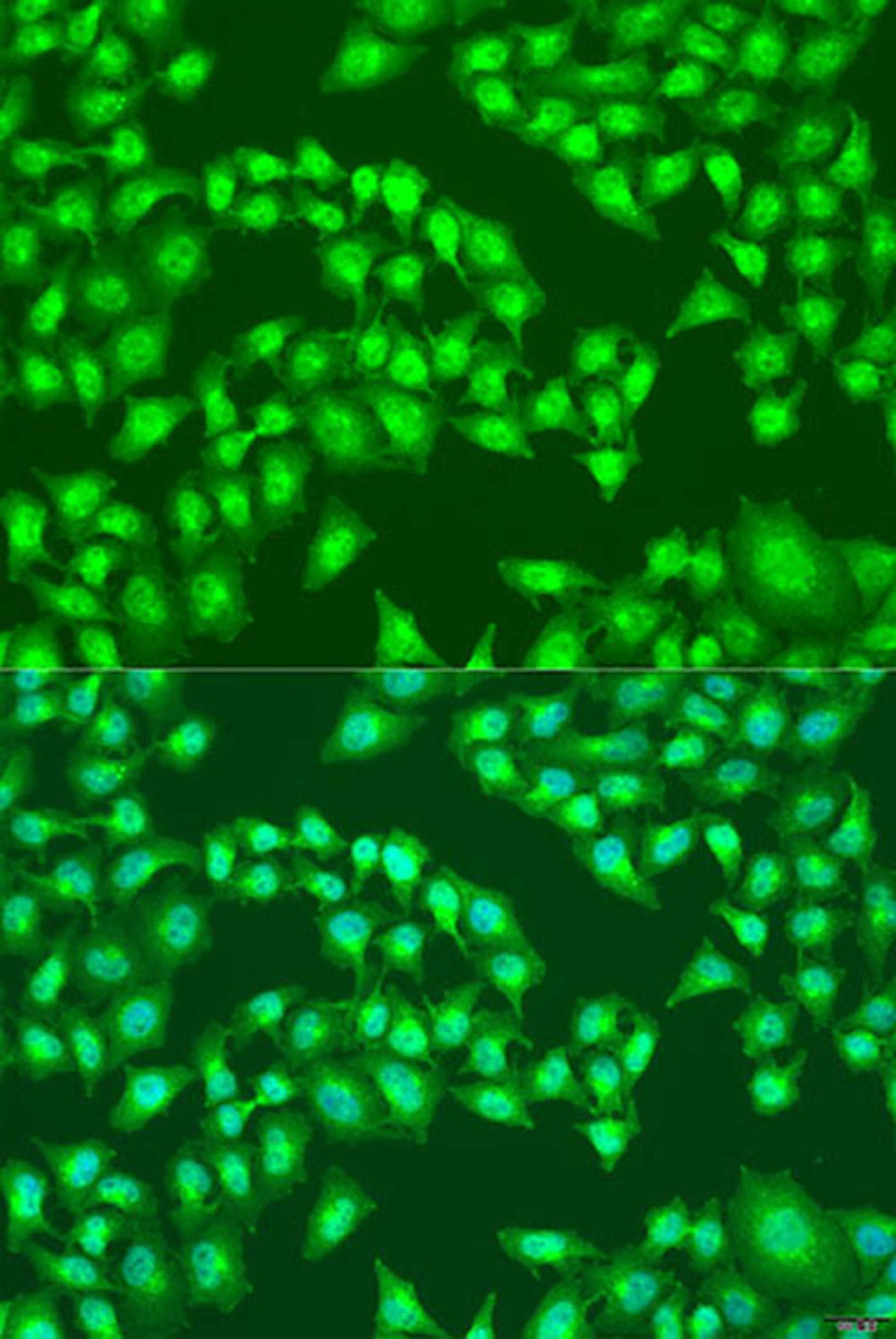 Immunofluorescence - RSAD2 antibody (A8271)