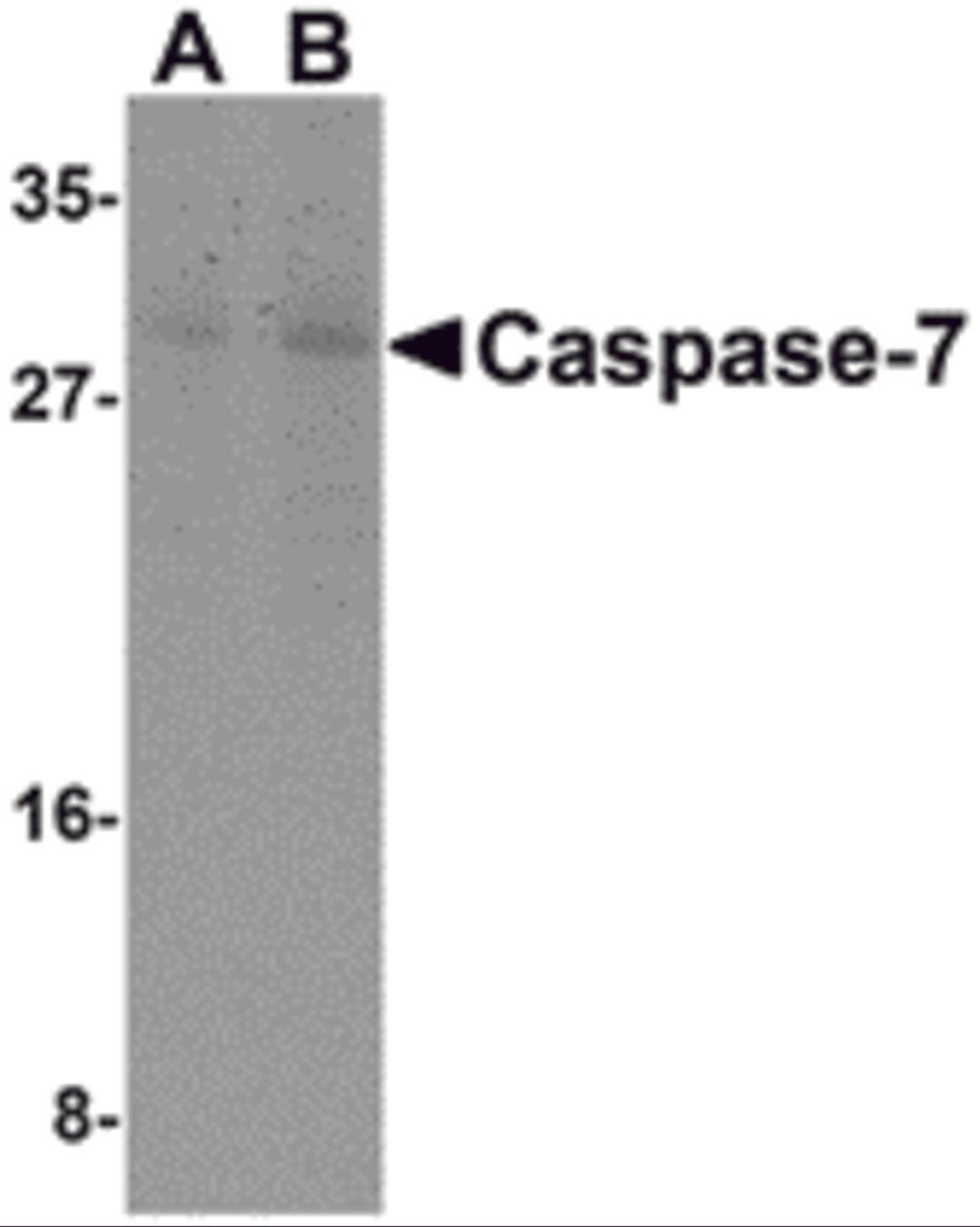 Western blot analysis of Caspase-7 in mouse skeletal muscle cell lysate with Caspase-7 antibody at (A) 0.5 and (B) 1 μg/mL.