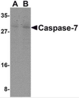 Western blot analysis of Caspase-7 in mouse skeletal muscle cell lysate with Caspase-7 antibody at (A) 0.5 and (B) 1 μg/mL.