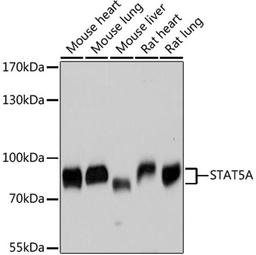 Western blot - STAT5A antibody (A11779)