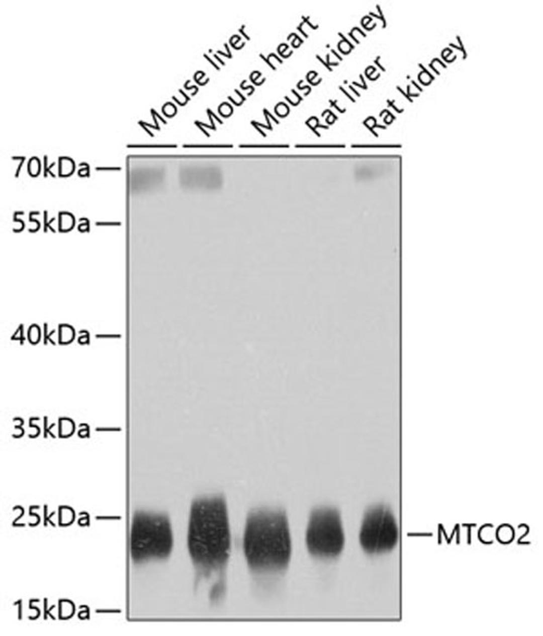 Western blot - MTCO2 antibody (A11522)