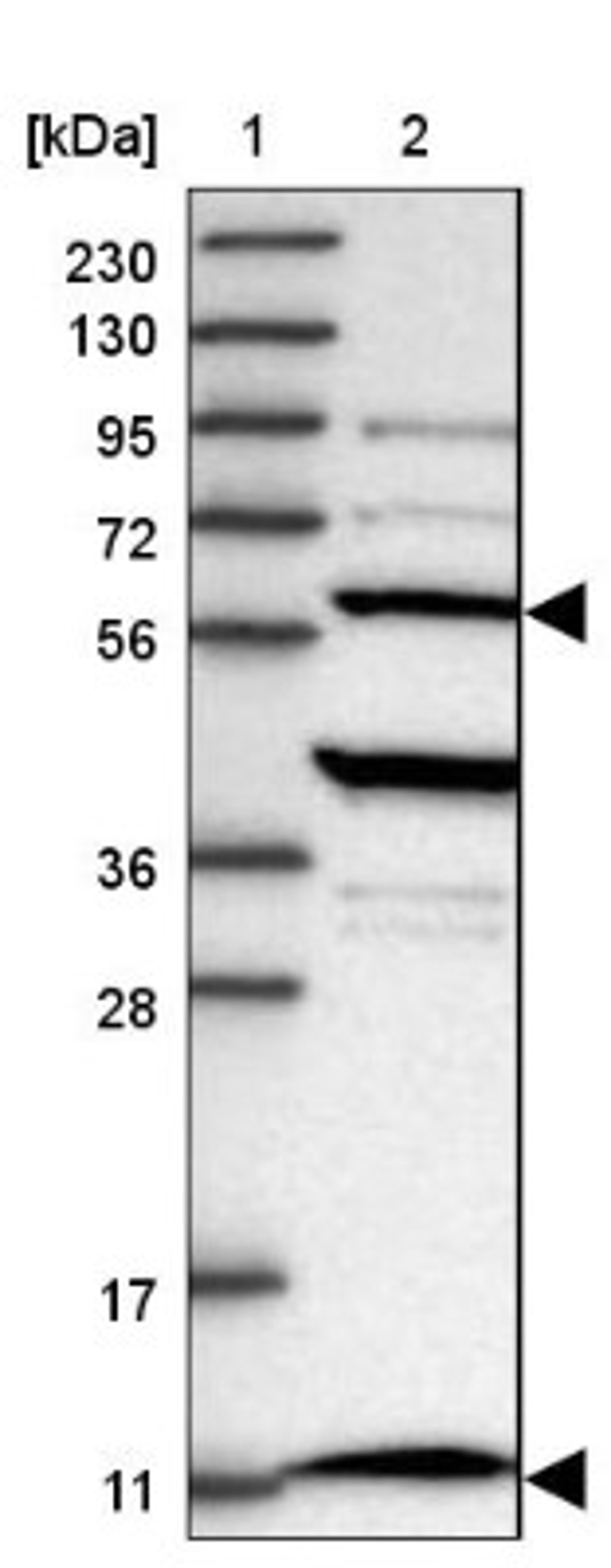 Western Blot: TTC15 Antibody [NBP1-84500] - Lane 1: Marker [kDa] 230, 130, 95, 72, 56, 36, 28, 17, 11<br/>Lane 2: Human cell line RT-4