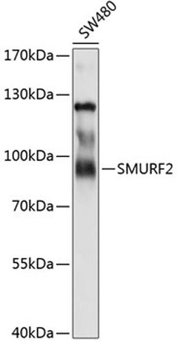 Western blot - SMURF2 antibody (A10592)