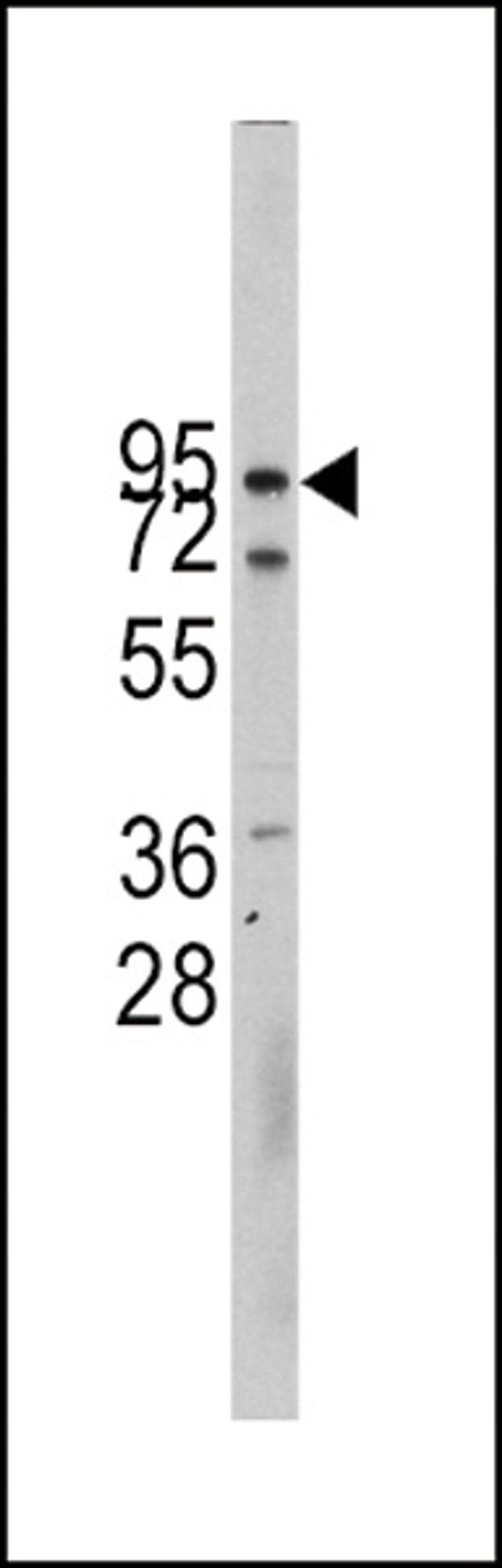 Western blot analysis of CDH10 Antibody in CEM cell line lysates (35ug/lane)