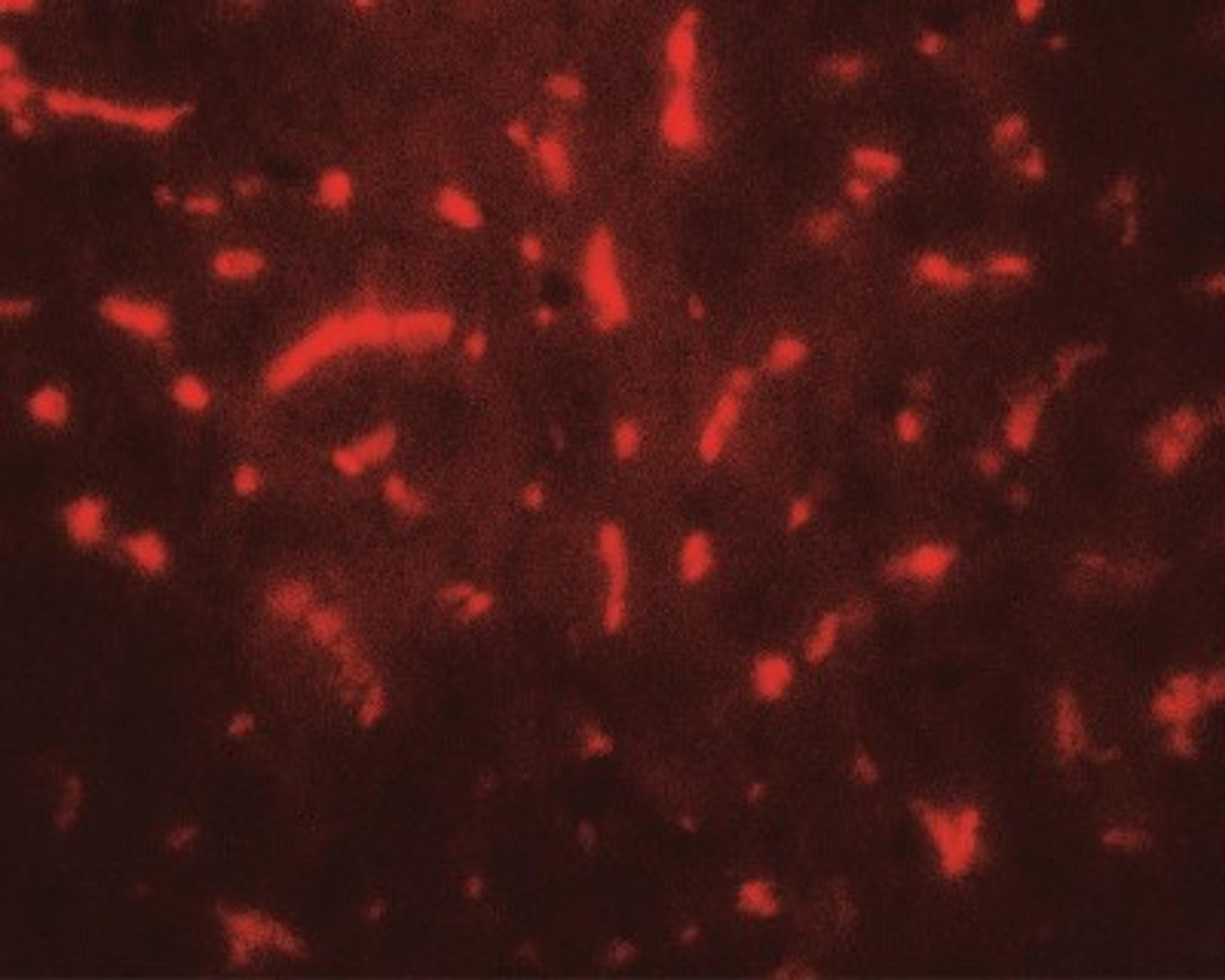 Immunofluorescence: TAF9 Antibody [NBP2-41266] - TAF9 in mouse liver tissue with TAF9 antibody at 20 ug/mL.