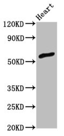 Western Blot. Positive WB detected in: Rat heart tissue. All lanes: ZNF703 antibody at 3ug/ml. Secondary. Goat polyclonal to rabbit IgG at 1/50000 dilution. Predicted band size: 59 kDa. Observed band size: 59 kDa. 