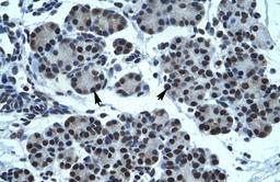 Antibody used in IHC on Human Pancreas.