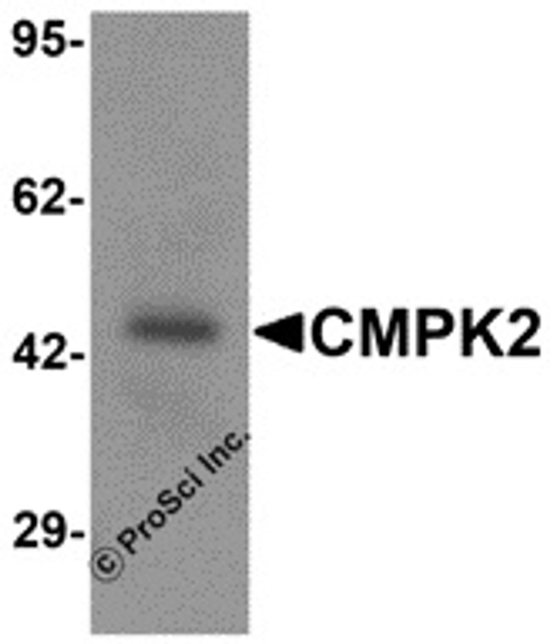 Western blot analysis of CMPK2 in rat lung tissue lysate with CMPK2 antibody at 1 μg/mL