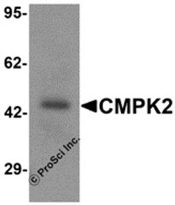 Western blot analysis of CMPK2 in rat lung tissue lysate with CMPK2 antibody at 1 μg/mL
