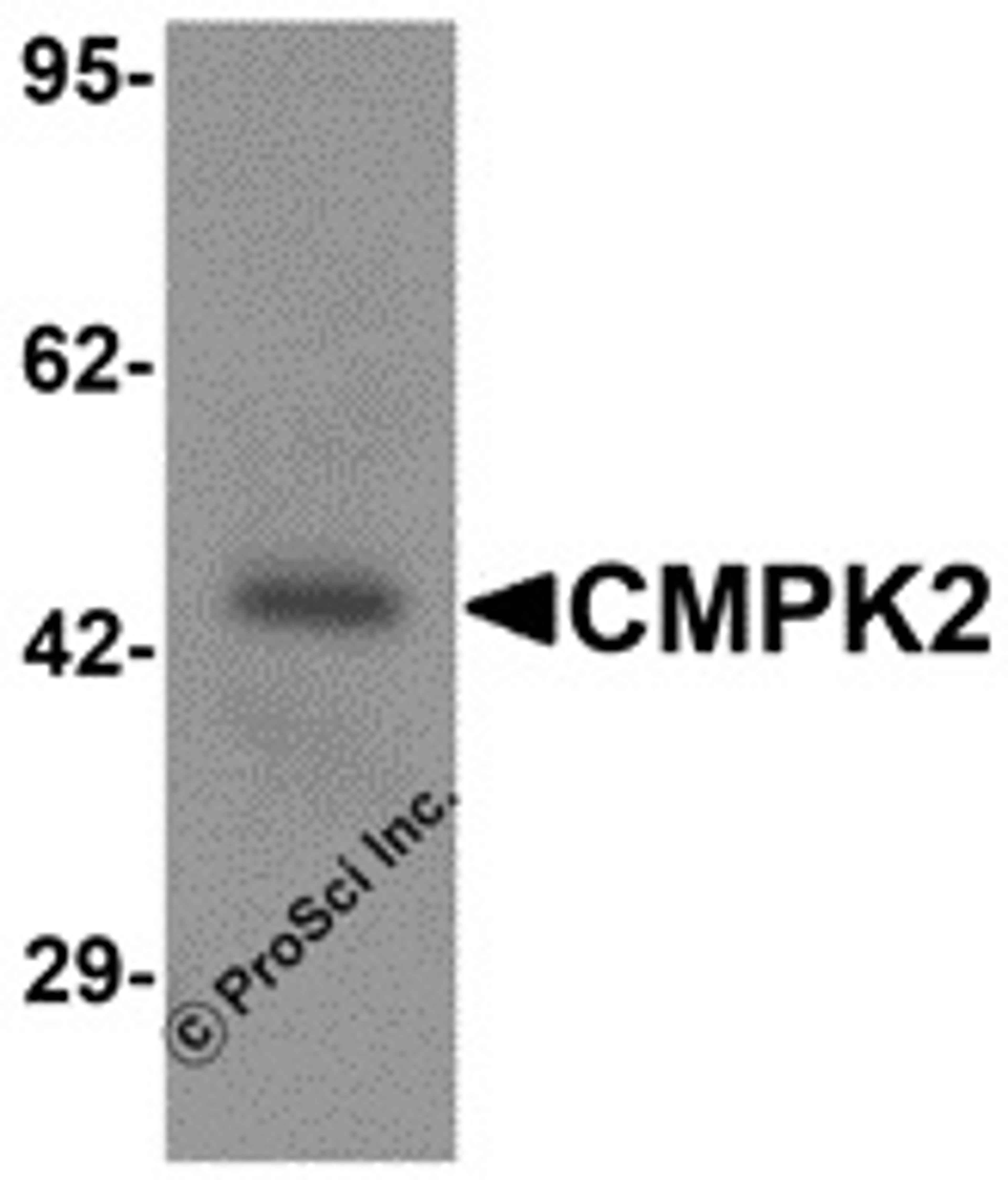 Western blot analysis of CMPK2 in rat lung tissue lysate with CMPK2 antibody at 1 μg/mL