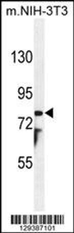 Western blot analysis in mouse NIH-3T3 cell line lysates (35ug/lane).