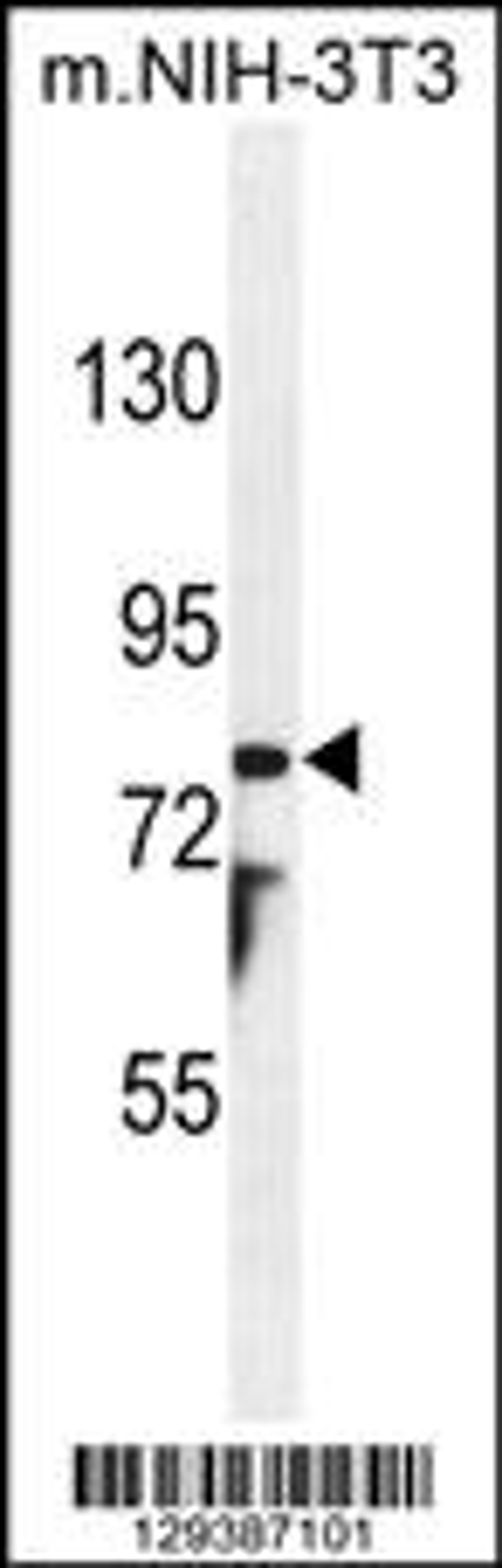 Western blot analysis in mouse NIH-3T3 cell line lysates (35ug/lane).