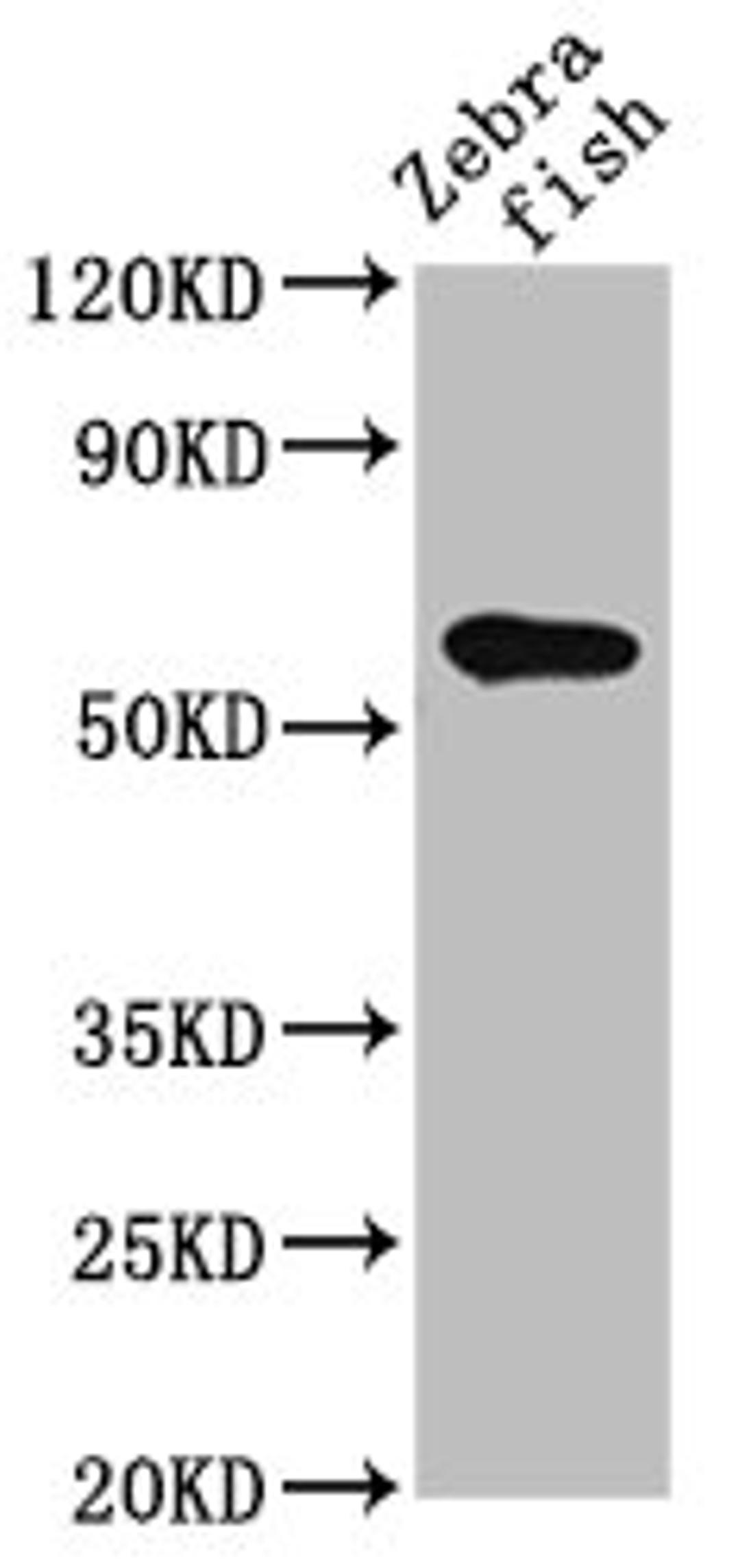 Western Blot. Positive WB detected in: Zebrafish tissue. All lanes: src antibody at 2ug/ml. Secondary. Goat polyclonal to rabbit IgG at 1/50000 dilution. Predicted band size: 61 kDa. Observed band size: 61 kDa. 