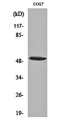 Western blot analysis of COS7 cell lysates using p53 (phospho-S6) antibody