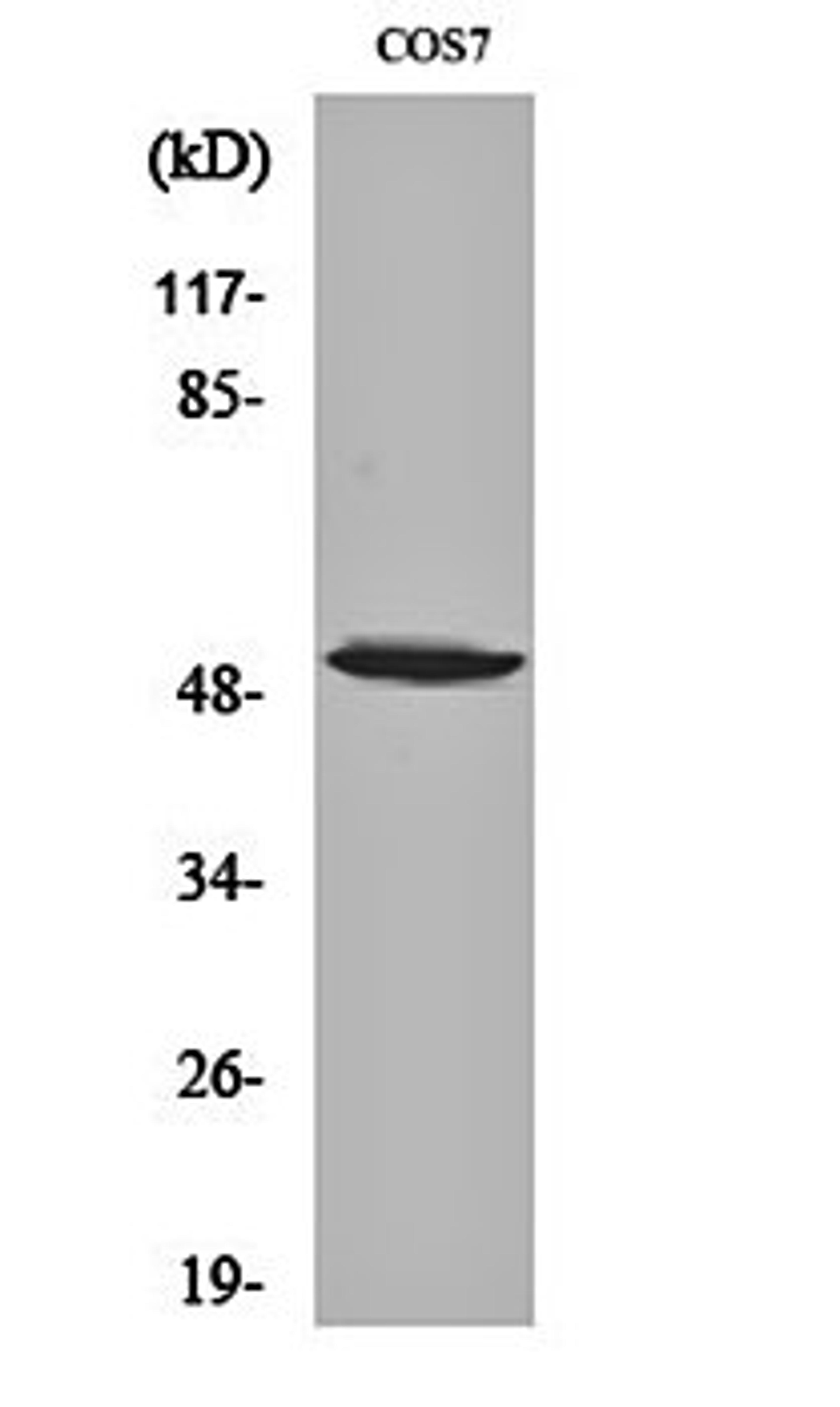 Western blot analysis of COS7 cell lysates using p53 (phospho-S6) antibody