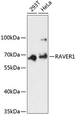 Western blot - RAVER1 antibody (A13138)