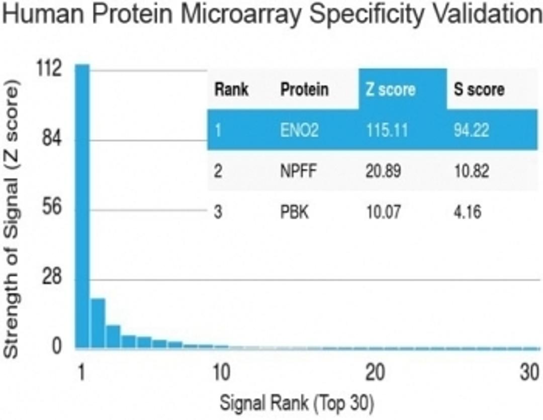 Analysis of HuProt(TM) microarray containing more than 19,000 full-length human proteins using Neuron Specific Enolase antibody (clone ENO2/1462). Z- and S- score: The Z-score represents the strength of a signal that an antibody (in combination with a fl