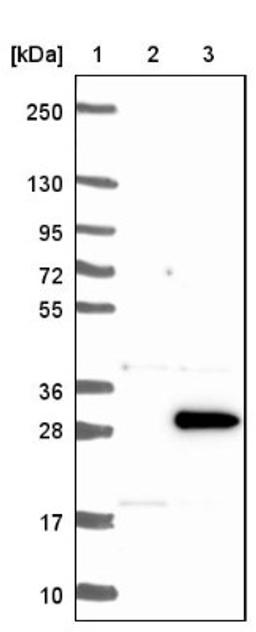 Western Blot: TIFA Antibody [NBP1-92507] - Lane 1: Marker [kDa] 250, 130, 95, 72, 55, 36, 28, 17, 10<br/>Lane 2: Negative control (vector only transfected HEK293T lysate)<br/>Lane 3: Over-expression lysate (Co-expressed with a C-terminal myc-DDK tag (~3.1 kDa) in mammalian HEK293T cells, LY409440)