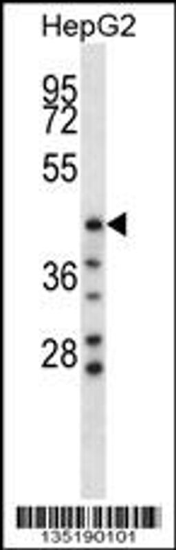 Western blot analysis in HepG2 cell line lysates (35ug/lane).