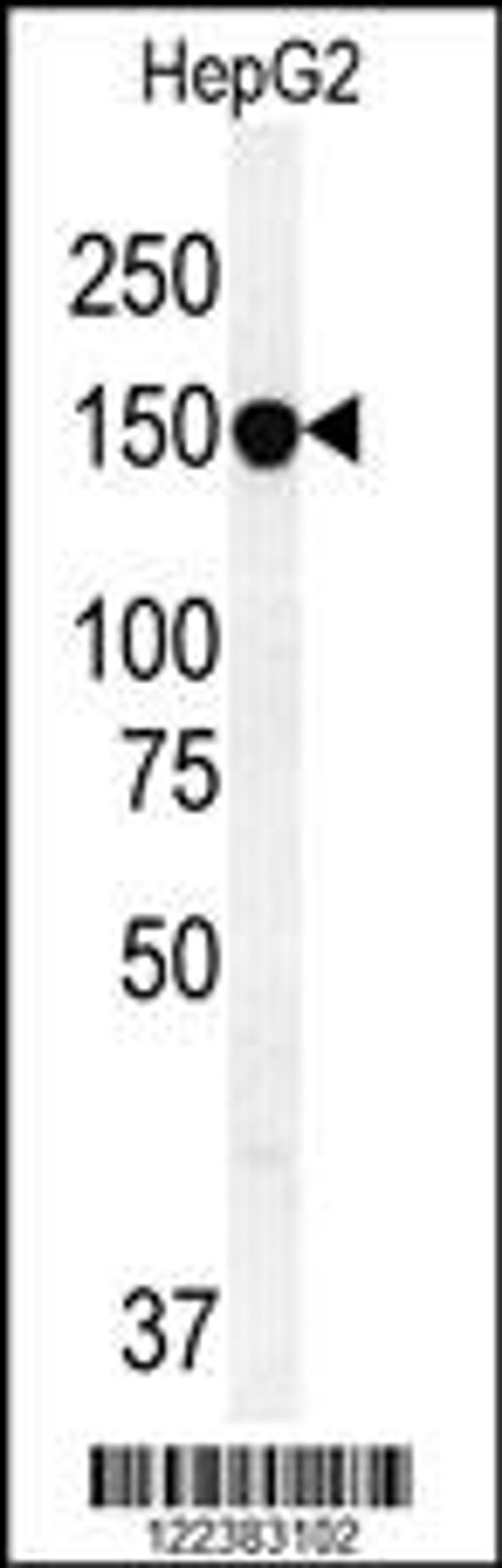 Western blot analysis in HepG2 cell line lysates (35ug/lane).