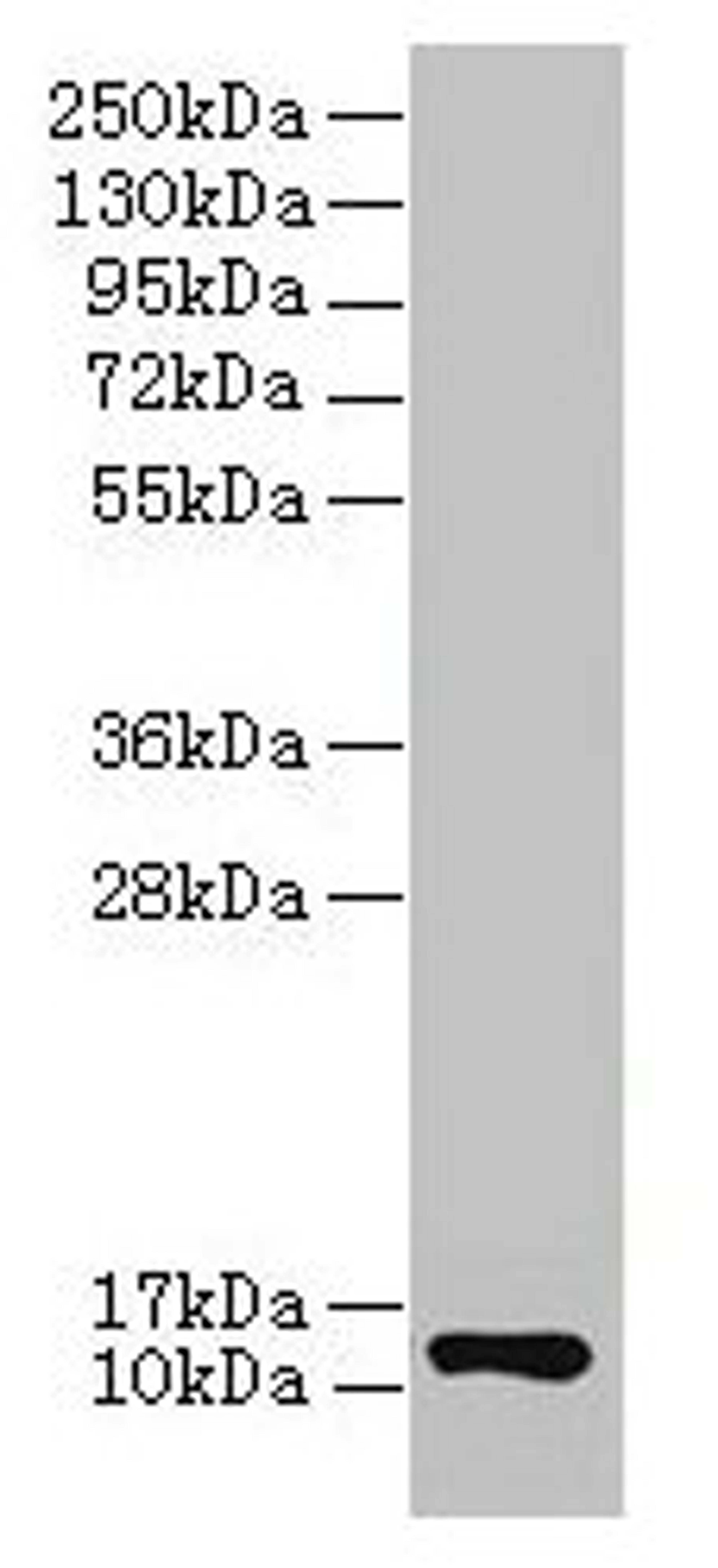 Western blot. All lanes: COX6A1 antibody at 2µg/ml + EC109 whole cell lysate. Secondary. Goat polyclonal to rabbit IgG at 1/15000 dilution. Predicted band size: 13 kDa. Observed band size: 13 kDa