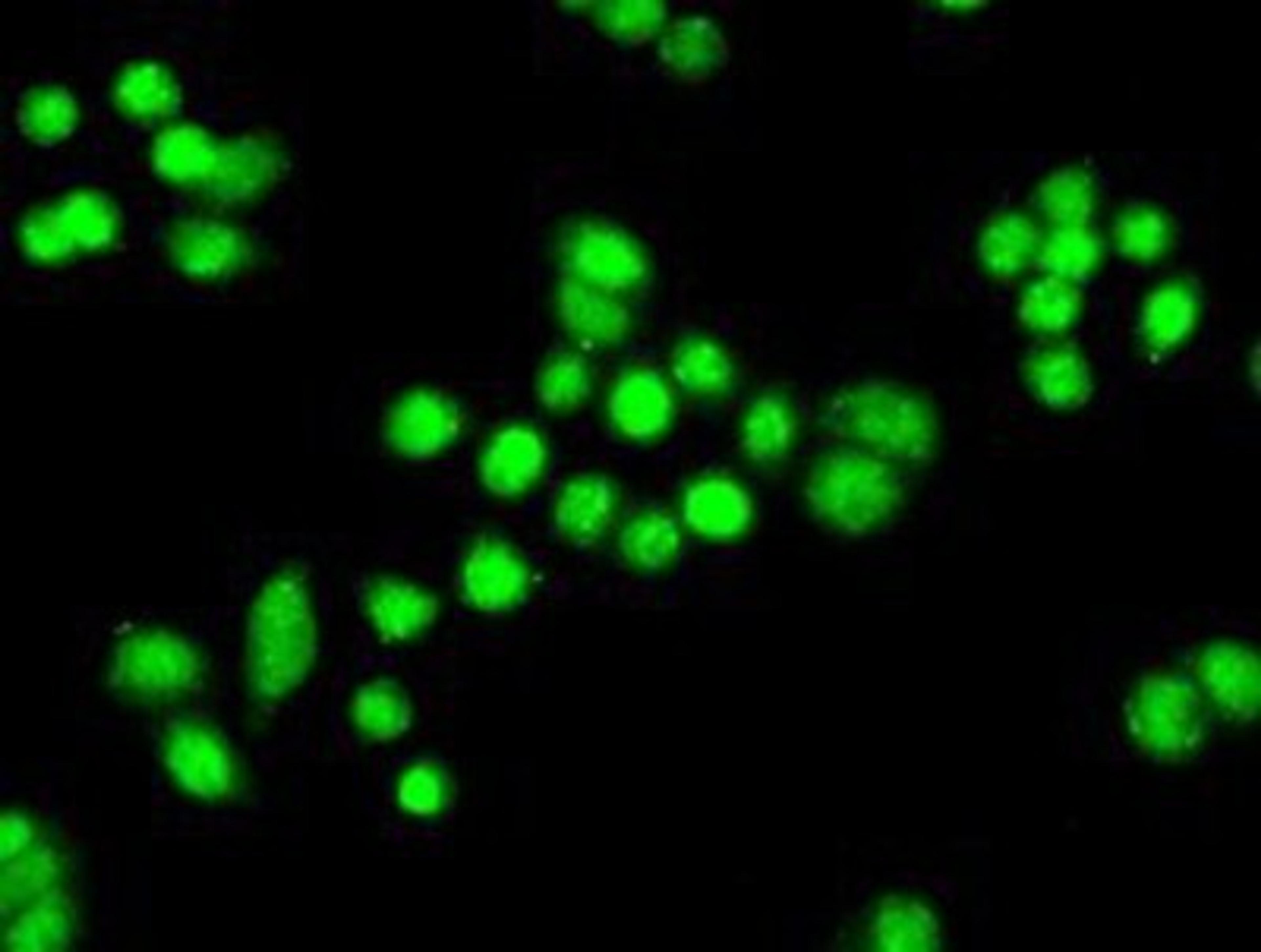 Immunocytochemistry/Immunofluorescence: PPP1R7 Antibody (4F9) [NBP1-47924] - Immunofluorescent staining of HT29 cells using anti-PPP1R7 mouse monoclonal antibody.