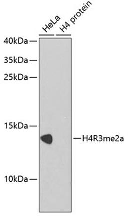 Western blot - Asymmetric DiMethyl-Histone H4-R3 antibody (A2376)