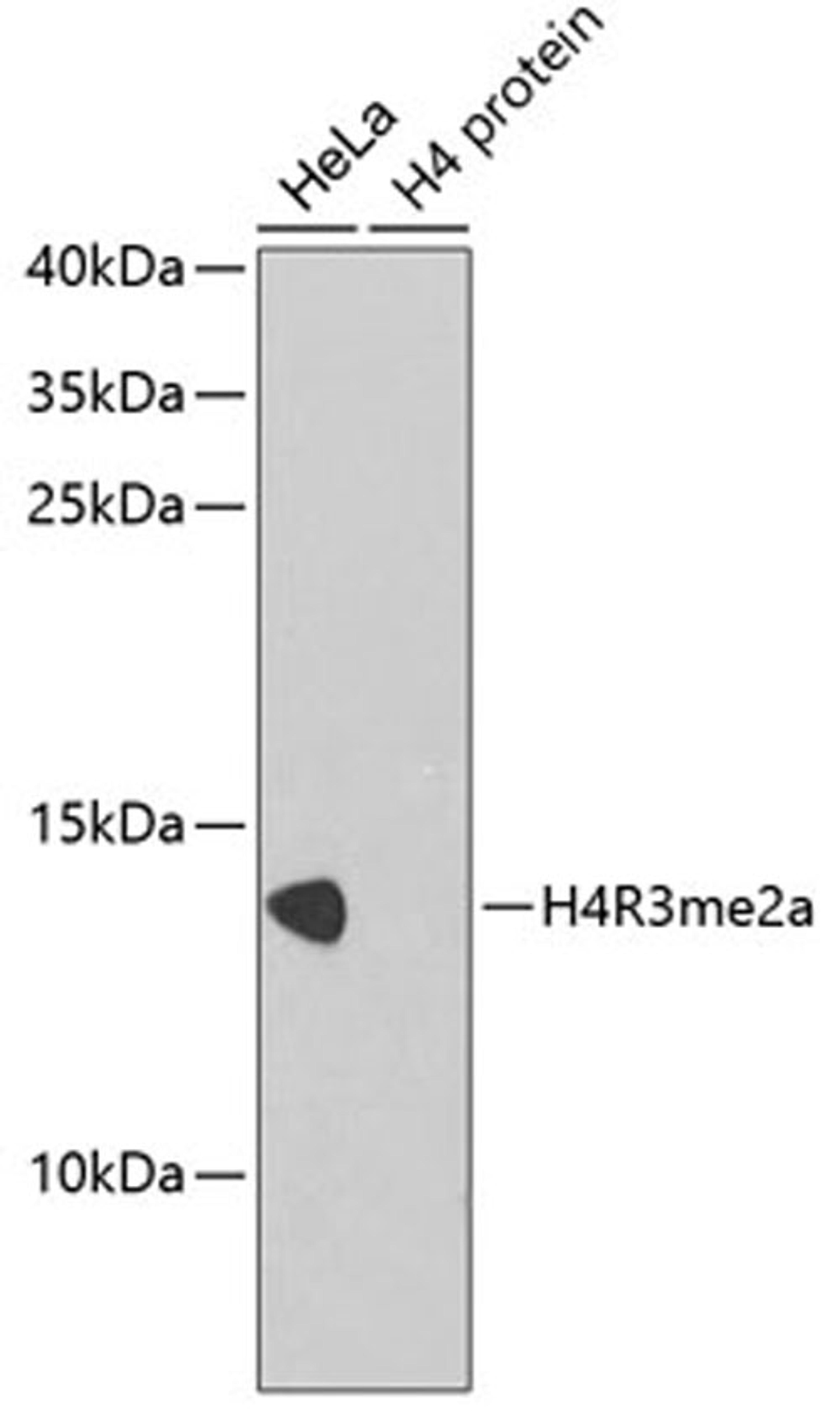 Western blot - Asymmetric DiMethyl-Histone H4-R3 antibody (A2376)