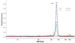 Simple Western: PIWIL3 Antibody [NBP2-31855] - Electropherogram image(s) of corresponding Simple Western lane view. PIWIL3 antibody was used at 1:20 dilution on RT-4 and U-251MG lysate(s).