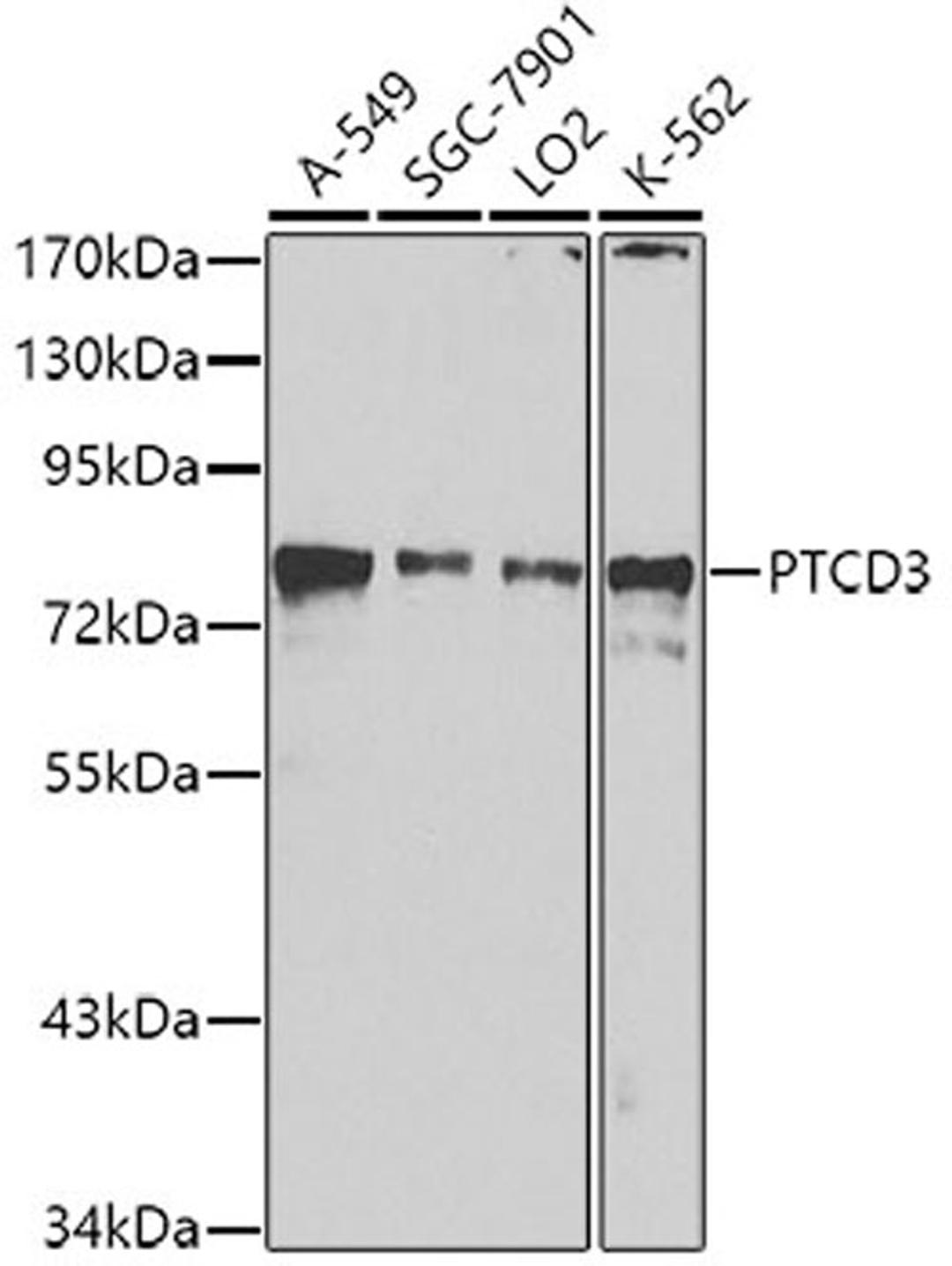 Western blot - PTCD3 antibody (A8497)