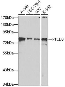 Western blot - PTCD3 antibody (A8497)