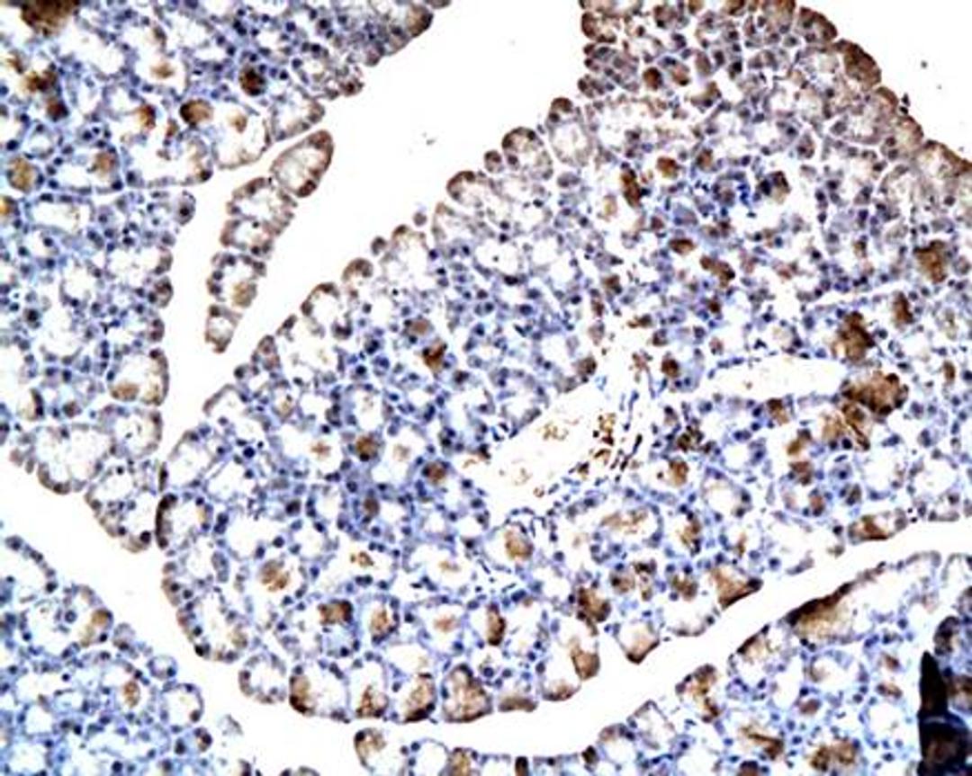 IHC-P of pancreatic tissue in rat (PDX1 antibody at 1:200)