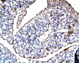 IHC-P of pancreatic tissue in rat (PDX1 antibody at 1:200)