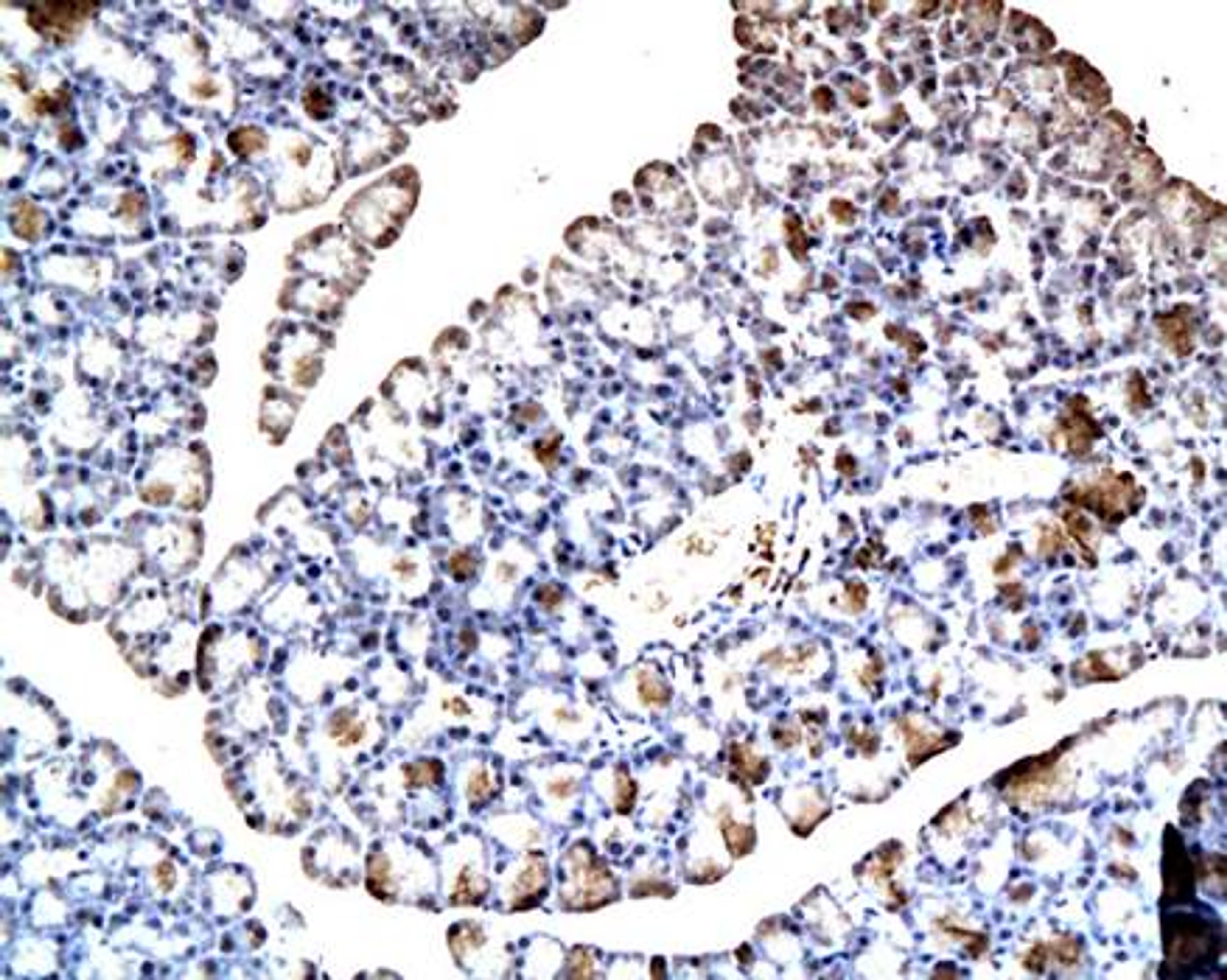 IHC-P of pancreatic tissue in rat (PDX1 antibody at 1:200)