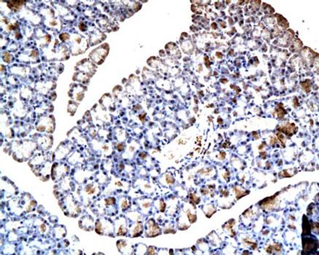 IHC-P of pancreatic tissue in rat (PDX1 antibody at 1:200)