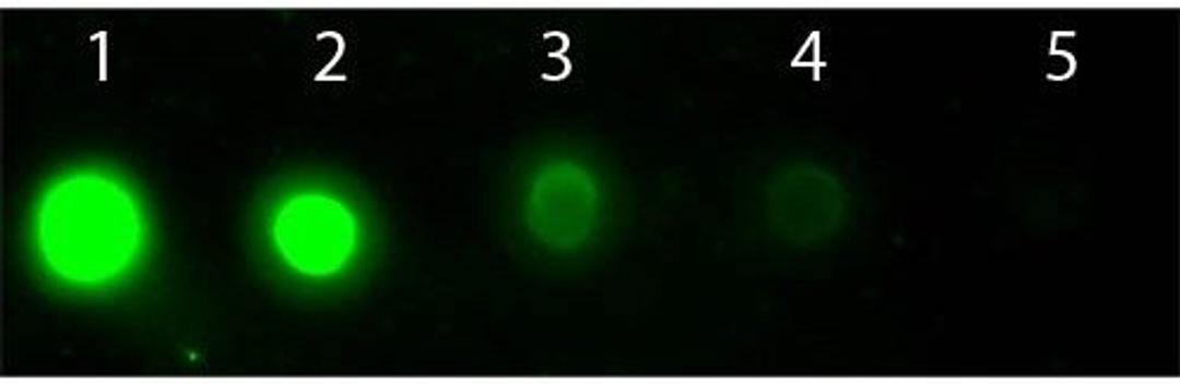 Western blot analysis of 50 ng (Lane1), 16.67 ng (Lane2), 5.56 ng (Lane3), 1.85 ng (Lane4), 0.62 ng (Lane5) using AKT2 APC antibody (APC)