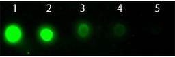 Western blot analysis of 50 ng (Lane1), 16.67 ng (Lane2), 5.56 ng (Lane3), 1.85 ng (Lane4), 0.62 ng (Lane5) using AKT2 APC antibody (APC)