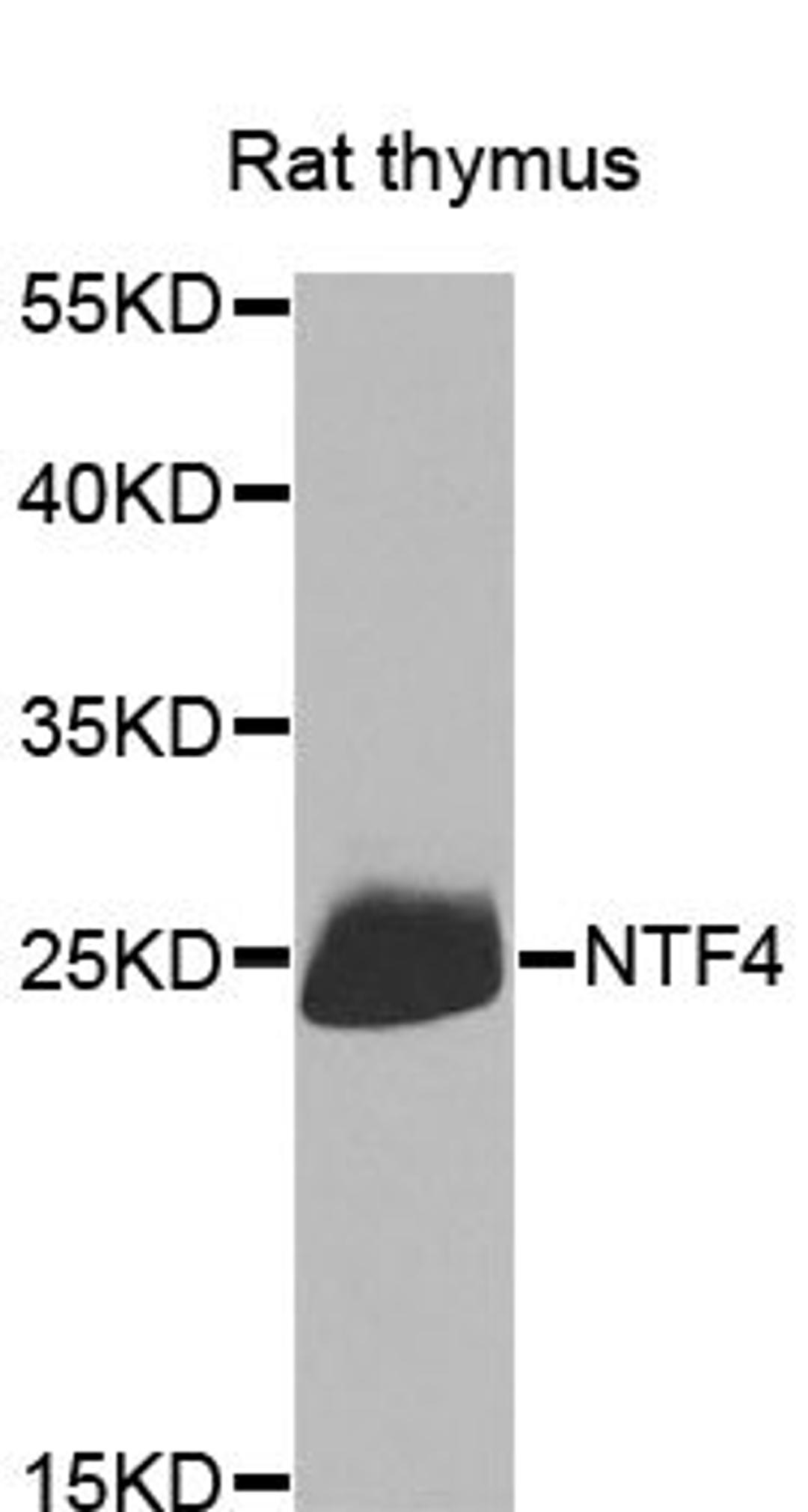 Western blot - NTF4 antibody (A1081)