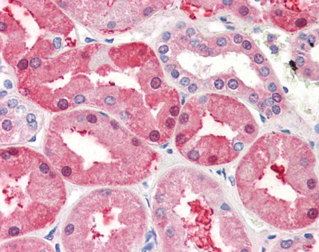 Human kidney tissue stained with FABP1 Antibody at 5 μg/mL followed by biotinylated anti-mouse IgG secondary antibody, alkaline phosphatase-streptavidin and chromogen.