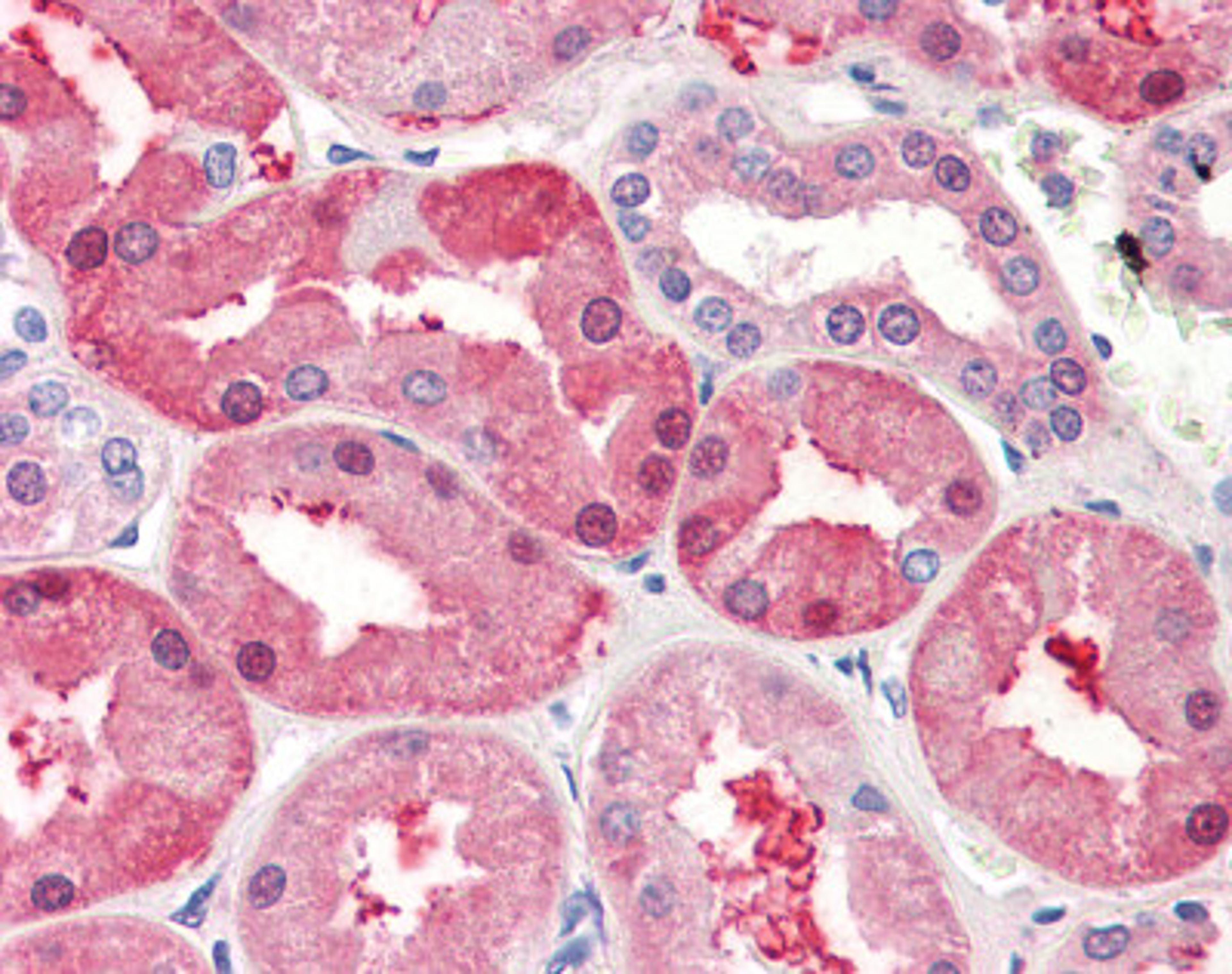 Human kidney tissue stained with FABP1 Antibody at 5 μg/mL followed by biotinylated anti-mouse IgG secondary antibody, alkaline phosphatase-streptavidin and chromogen.