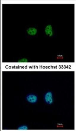 Immunocytochemistry/Immunofluorescence: NFYA Antibody [NBP2-19533] - Immunofluorescence analysis of paraformaldehyde-fixed HeLa, using antibody at 1:500 dilution.