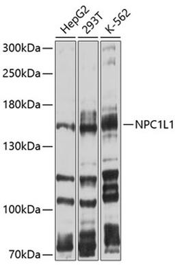 Western blot - NPC1L1 antibody (A10049)