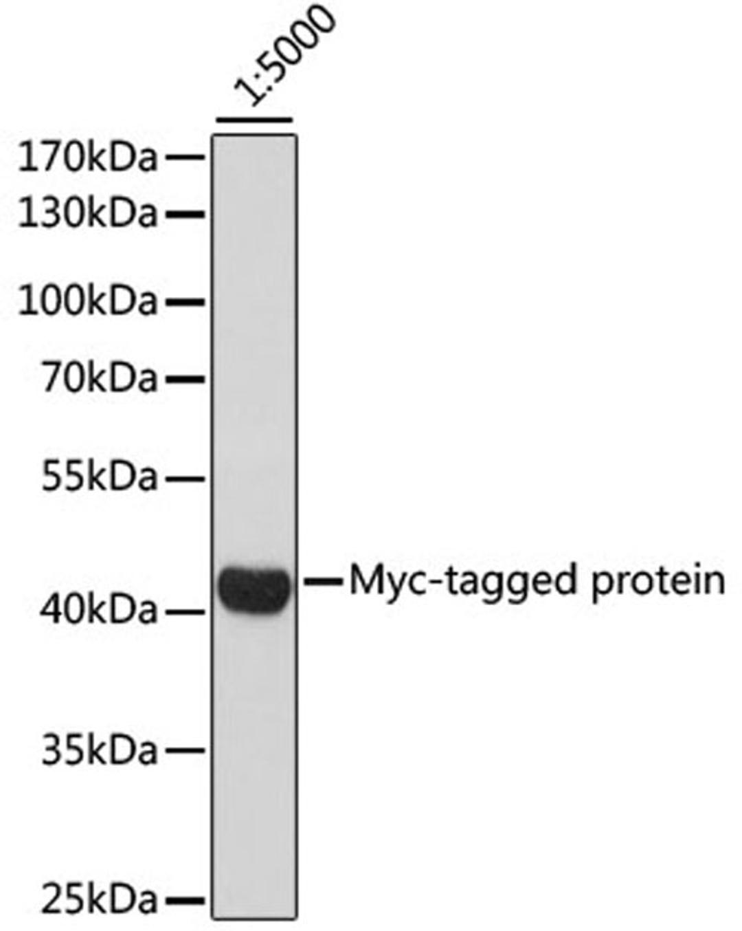 Western blot - HRP-conjugated Mouse anti Myc-Tag mAb (AE026)