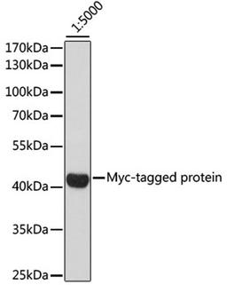 Western blot - HRP-conjugated Mouse anti Myc-Tag mAb (AE026)